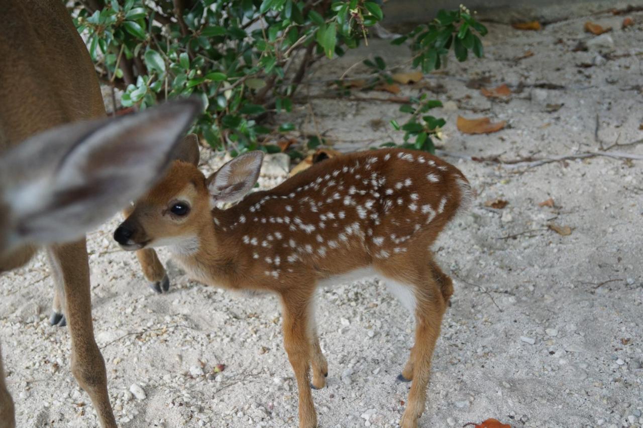 Bed and Breakfast Deer Run On The Atlantic Big Pine Key Exterior foto